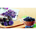 Chinesisches Fresh Purple Yam für den Export